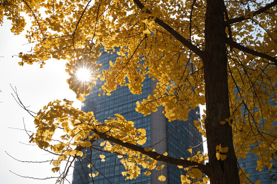 yellow leaves of ginkgo trees