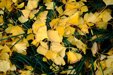 fallen leaves of ginkgo trees.