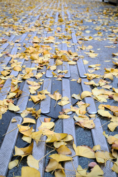 fallen leaves of ginkgo trees.