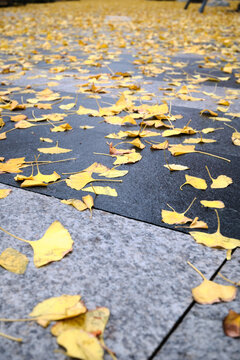 fallen leaves of ginkgo trees.