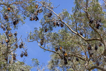 View of a large group of grey-headed flying-foxes, Pteropus poliocephalus, hanging upside down on  trees, their roosting site, against blue sky, in Centennial Park, Sydney, Australia.