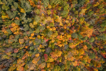 Abstract aerial view of colorful Autumn trees
