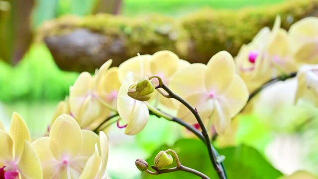 Yellow orchids in the garden