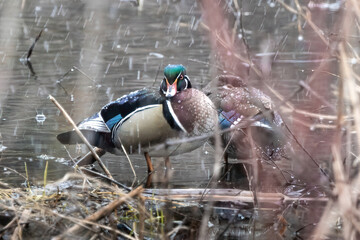 Worse Weather for Wood Ducks

(Aix sponsa) Male female Wood Duck on the edge of a pond and the...