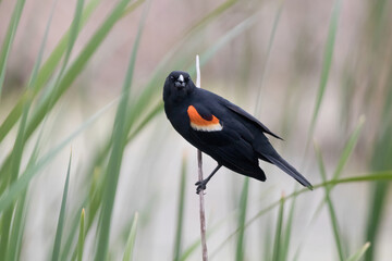 The Boisterous Blackbird

Male Red Winged Blackbird (Agelaius phoeniceus) perched on cattail.  Green reeds and grass

Horizontal, landscape background photo

Minnesota