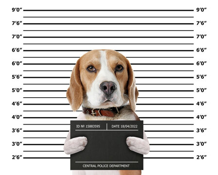 Arrested Beagle with mugshot board against height chart. Fun photo of criminal