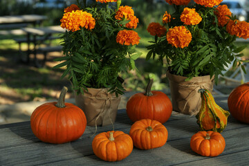 Many whole ripe pumpkins and potted marigold flowers on wooden table outdoors