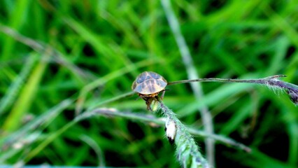 inseto vagalume - lampyridae