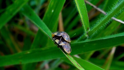 inseto vagalume - lampyridae