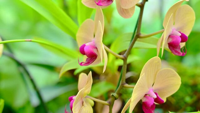 Yellow orchids in the garden