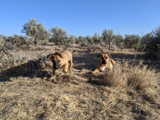 Desert Dogs