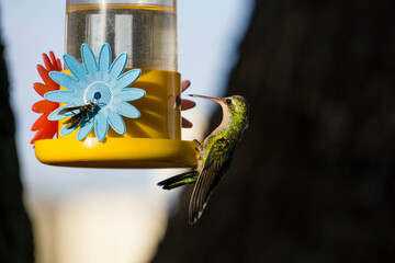colibrí alimentándose © Juanif16