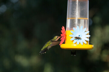 colibrí alimentándose © Juanif16