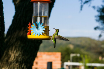 colibrí alimentándose © Juanif16