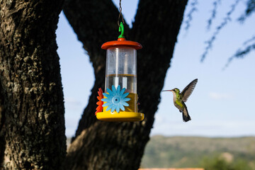 colibrí alimentándose © Juanif16