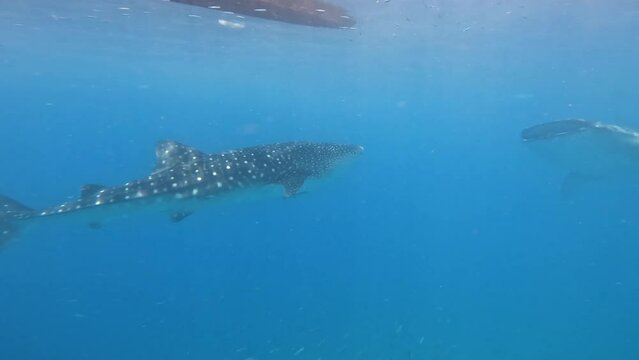 Great whale shark swims gracefully in blue water, feeding whale sharks in clear waters of philippines. Swimming with whale sharks while on holiday in the philippines. Underwater world with giant fish
