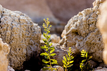 Plant Growing Through the Dry Rocky Landscape 