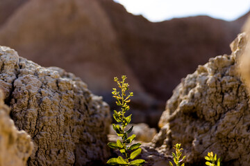 Plant Growing Through the Dry Rocky Landscape 