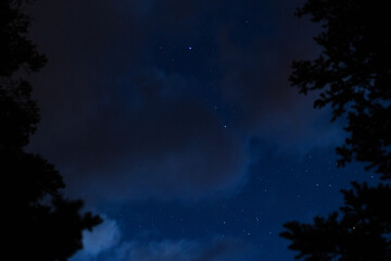 Night Sky Through the Trees Over Rocky Mountain National Park