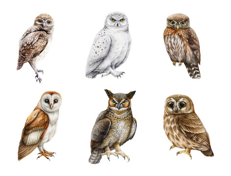 Owl watercolor illustration set. Various types of owls collection. Hand drawn barn owl, snowy, burrowing, eagle-owl, pigmy owlet forest wildlife birds on different surfaces. White background