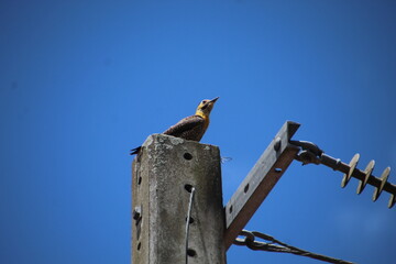 ave pica pau do campo - colaptes campestris