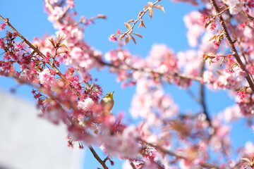 wild warbler and pink cherry blossom in full blooming