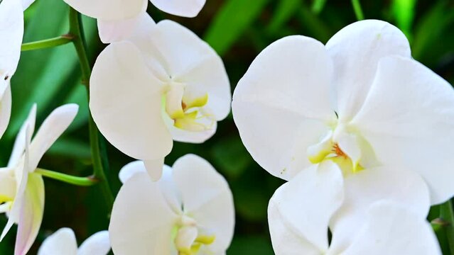 White orchids in the garden