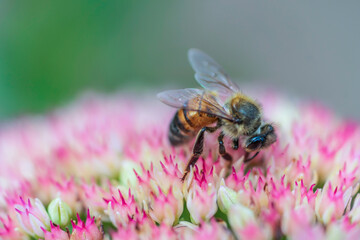 bee on a flower