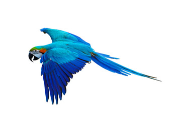 Colorful flying parrot isolated on transparent background png file	