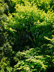 Tree foliage