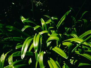leaves in the garden