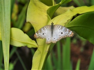 borboleta mariposa 