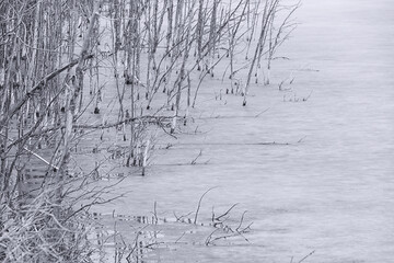 Dead trees encased in the melitng ice of  pond in the spring. © Kerry Snelson