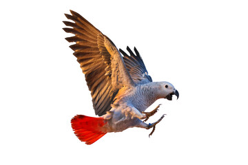 African gray parrot flying isolated on transparent background.	
