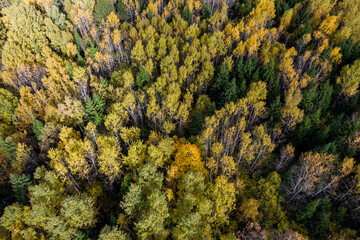 Mixed forest in autumn colors from a bird's eye view