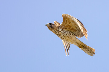 Red-shouldered hawk (Buteo lineatus) in flight against a clear blue sky in Sarasota, Florida