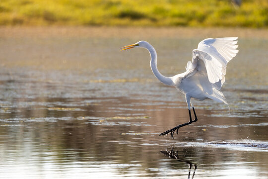 A great egret (Ardea alba), a large white wading bird, skims the surface of the water before landing in Sarasota, Florida