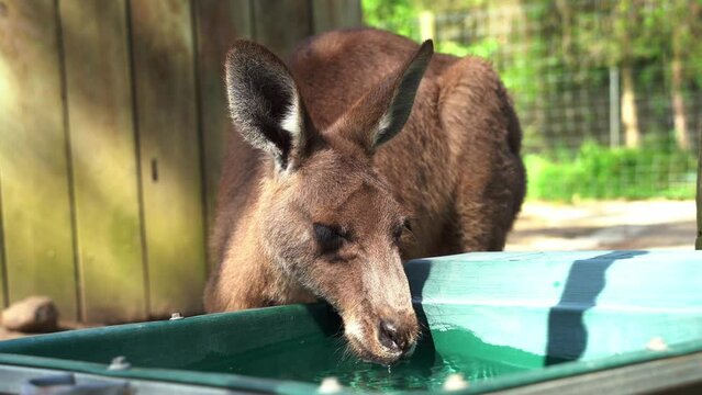 Close up shot of Australian indigenous animal species, a cute thirsty kangaroo or wallaroo drinking water from the bucket in wildlife sanctuary in daylight.