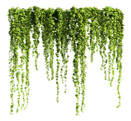creeper plants on transparent background, 3D rendering, for illustration, digital composition and architecture visualization