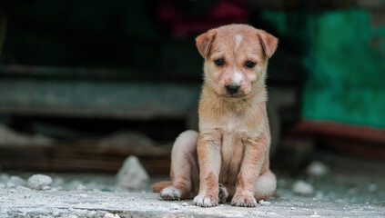 A soft brown color Cute Puppy Sitting with copyspace on the left. small cute puppy dog looking front, Indian street dog puppy sitting, Animal outdoor : A little puppy dog sitting, Street Dog Portrait. © OM RATHORE