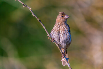 Cassin's finch (Male) on branch