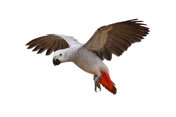 African gray parrot flying isolated on transparent background.	