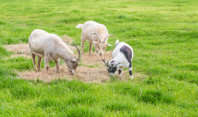 Naklejka na ściany i meble Family of 3 goats grazing in an open green pasture or meadow in Montgomery, Alabama.