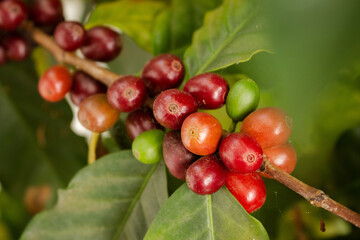 Cafezeiro carregado de café