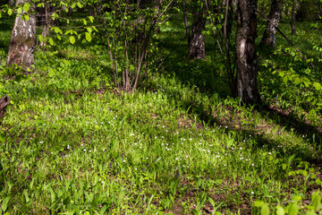 Sunny lawn with lush green grass and plants