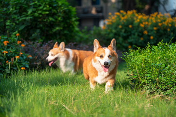 Two corgis are walking in the grass
