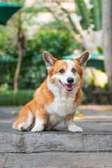 Cute corgi sitting on the ground