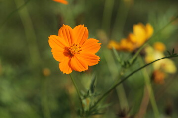Kenikir is a tropical plant belonging to the kenikir-kenikir tribe originating from Latin America and Central America
