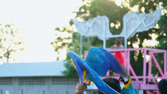 Colorful macaw parrot standing on wooden perch with natural blurred background. Close-up of a colorful blue and yellow macaw parrot.