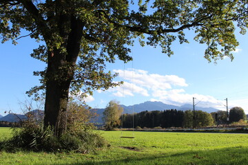 Schaukel an Baum vor Alpenpanorama